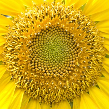 Sonnenblumenkerne, Anti-Stress-Kost